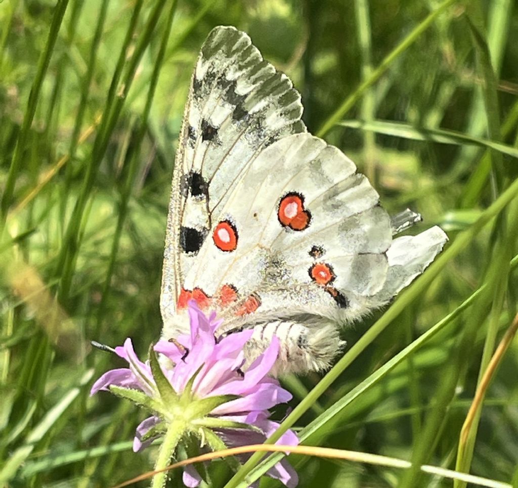 Parnassius apollo - Papilionidae